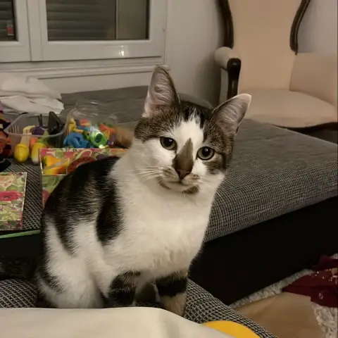 Gianni