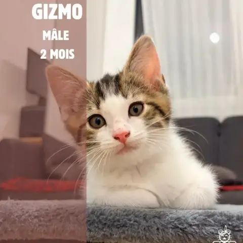 Gizmo
