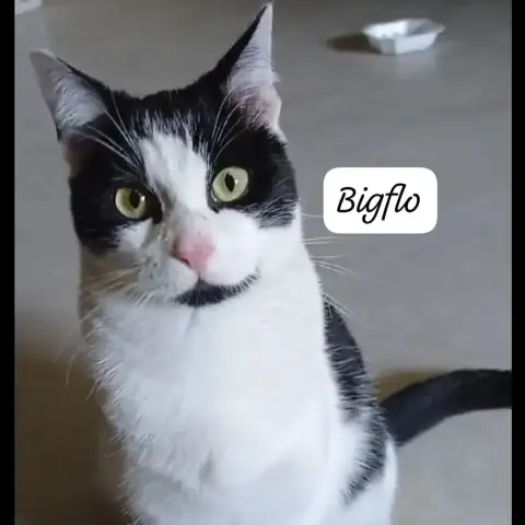 Bigflo photo 2