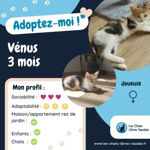 Vénus photo 3