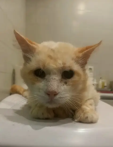 Mimi