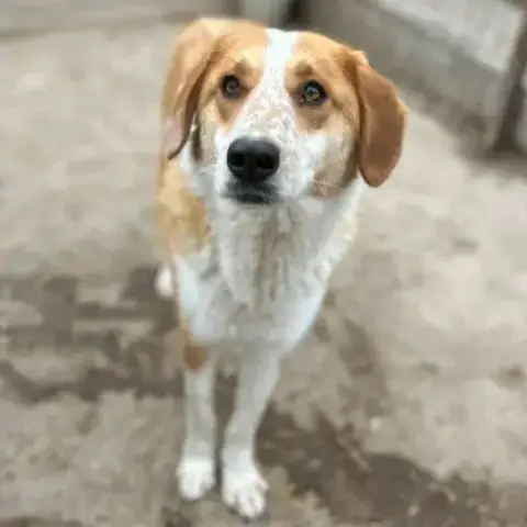 Baba