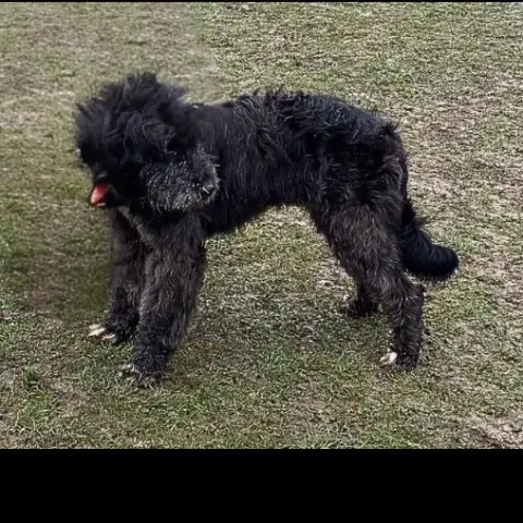Milo photo 3