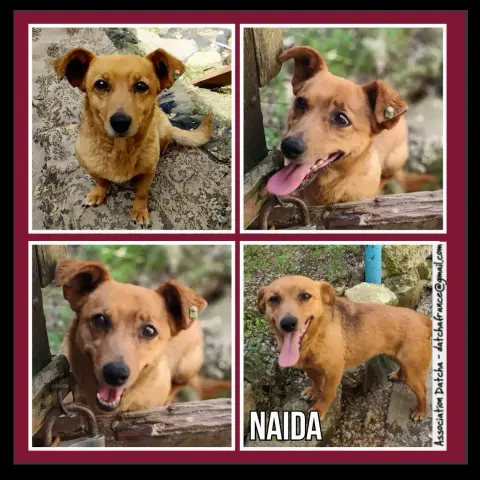 Naida