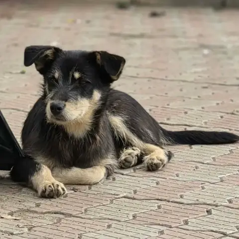 Zorro