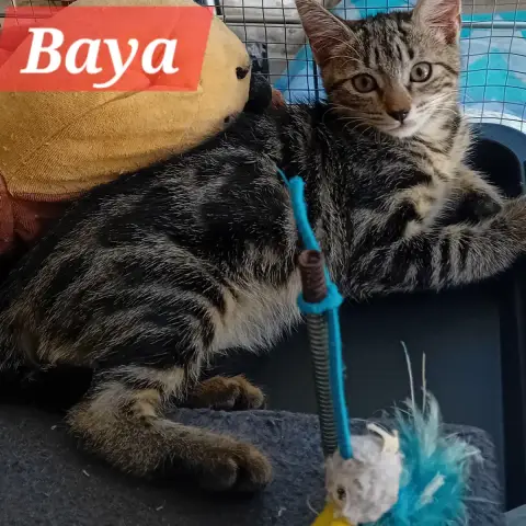 Baya photo 2