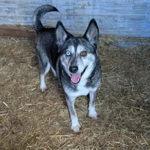 Igor