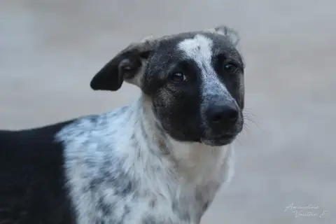 Kika photo 3