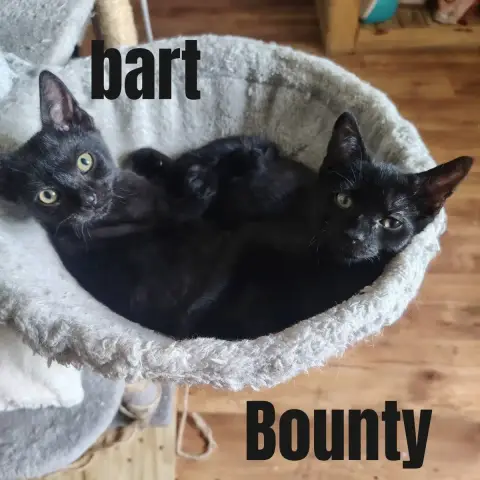 Bart