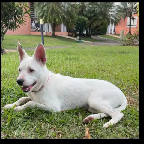 Lola