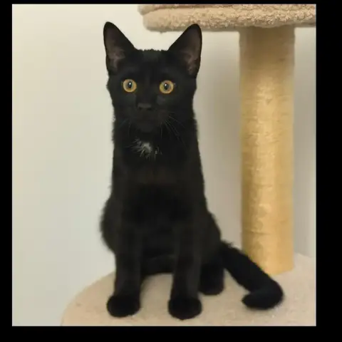 Simon