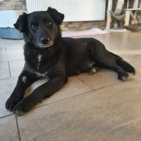 Zannie