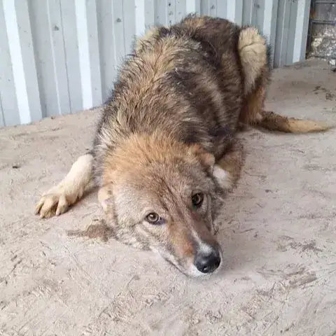 Kovu