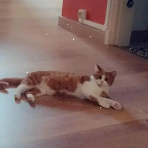 Safran photo 2