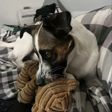 Nala Vi