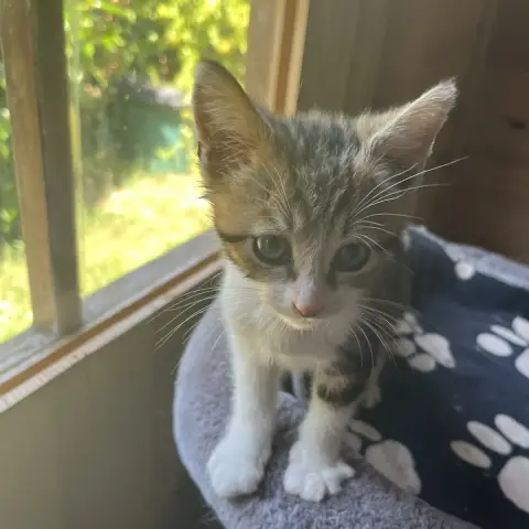 Enzo