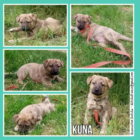 Kuna