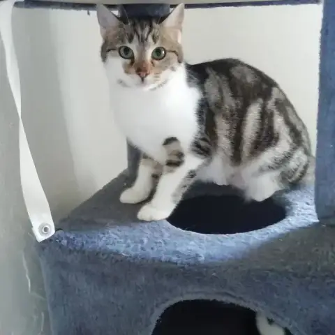 Zoé
