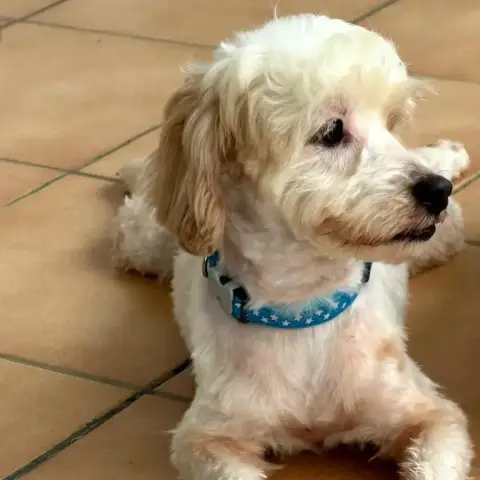 ✨️ Qormi ✨️ 🐶 photo 3