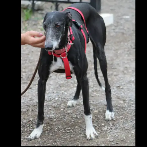 Bella photo 3