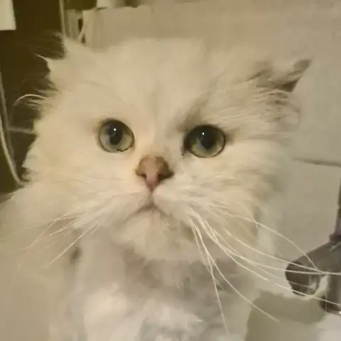 Olaf photo 3