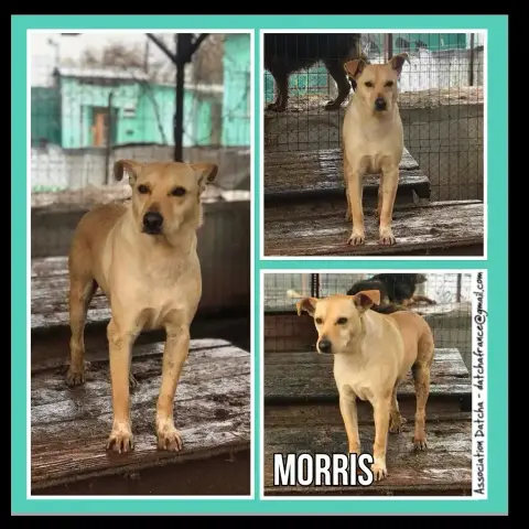 Morris