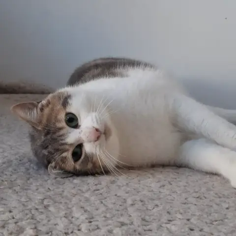 Simba