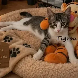 Tigrou