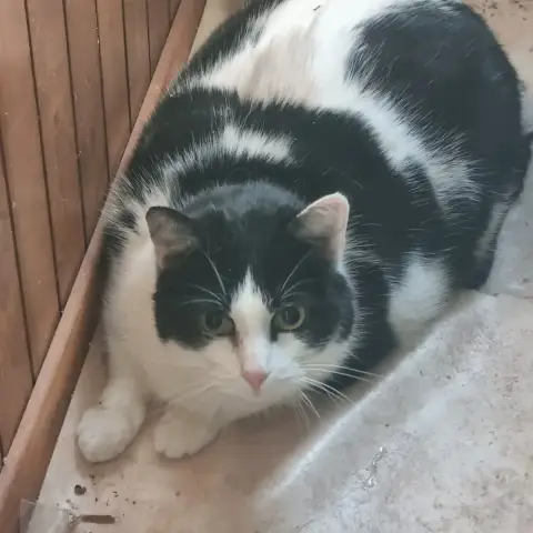 Flip
