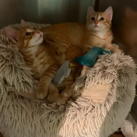 Theodore Et Brittany