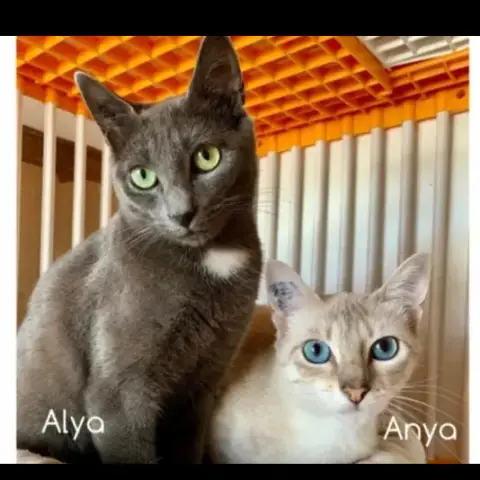 Anya Et Alya