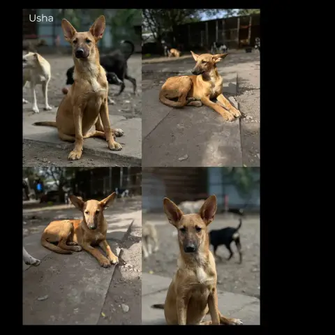 Usha