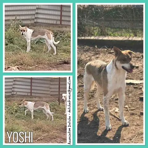 Yoshi