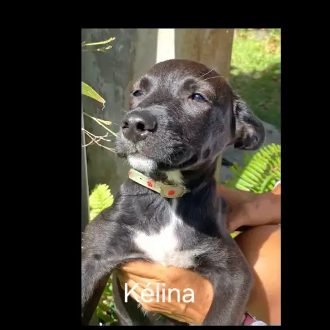 Kelina photo 2