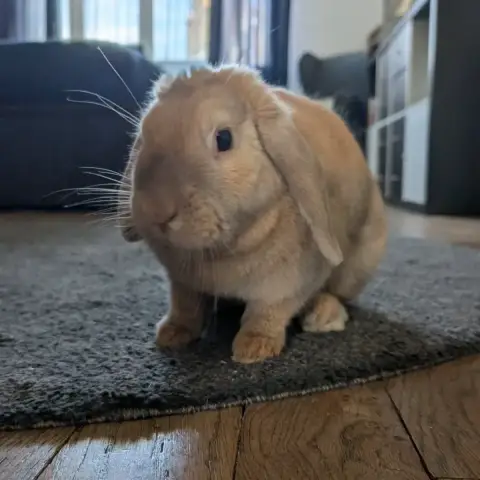 Mozzarella