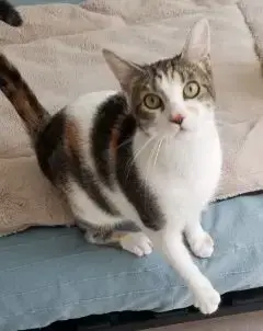 Choupie