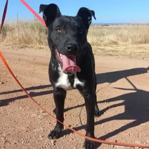 Aiko