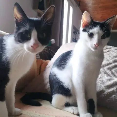 Paco Et Olympe photo 2