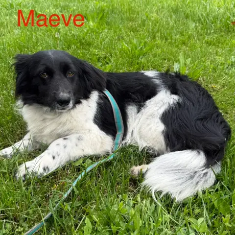Maeve