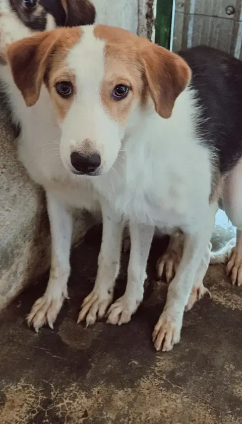 Molly