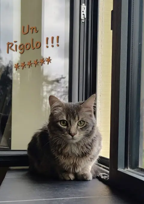 Simba photo 3