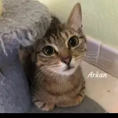 Arkan