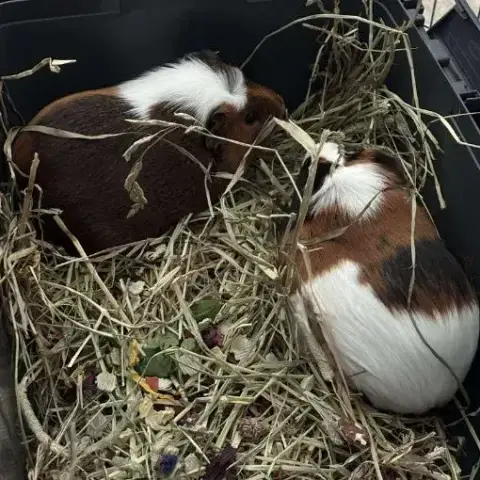 Nala Et Craquotte