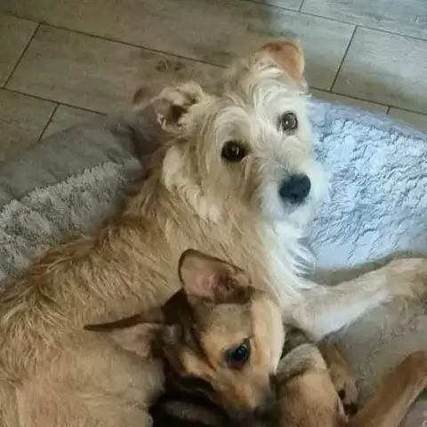 Alyona En Famille D'Accueil En Belgique