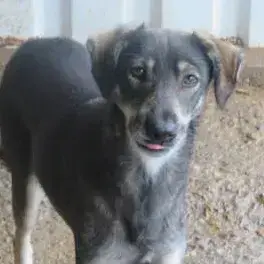 Lila