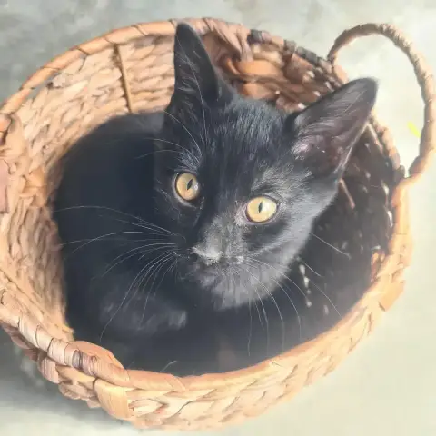 Bandit