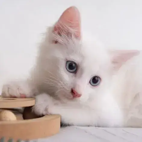 ✨️ Spicy ✨️ 🐱 photo 2