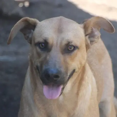Vasco