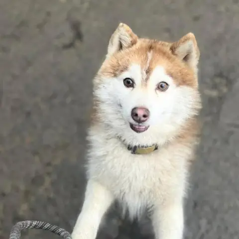 Simon