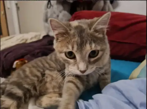 Tori